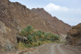 From Hatta Pools we drove to the southwest on a loop that brought us back to the Dubai-Hatta Road between the 2 UAE checkpoints