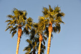 Palm trees in Limassol, the second largest city in Cyprus, centrally located along the south coast