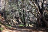 Forest track to the picnic site at Komititzi and onward to Mylikouri