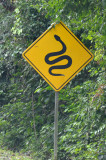 Guatemala - Snake Crossing