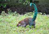 Coati that got into a fight with a can of paint