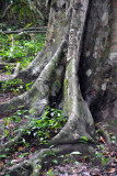 Tropical jungle of the Guatemalan lowlands