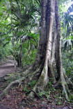 Path leading to Temple V