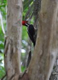 Pale-Billed Woodpecker (Campephilus g. guatemalensis)