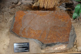 Stone-age rock engraving of a Rhinoceros from Schweizer Reneke area of the western Transvaal