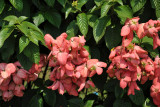 Flowers near the airport, Cengkareng
