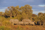Elephants in the late afternoon, Okavango Delta