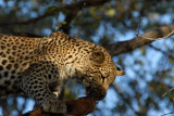 BotswanaJun12 0412.jpg