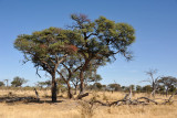 BotswanaJun12 0653.jpg