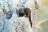 Dwarf Mongoose