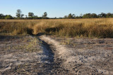 Hippo path on a dry floodplain