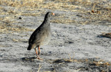 We stop to investigate some birds that were alarm calling