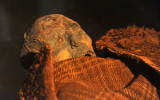 A bog body found in 1879, the woman from Huldremose, ca 100 AD