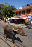 Buffalo cruising main street, Pokhara Lakeside