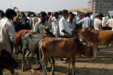 For more excitement, just beyond the sand pile is a crowded cattle market