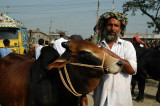 Man at the Fatulla Cattle market with his Brahma bull