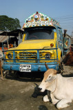 Cow waiting by a truck for it to all be over