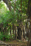 Mangrove, Ngoc Son Temple island, Hoan Kiem Lake
