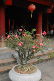 Bonsai tree, Temple of Literature, Hanoi