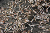 Tiny fish out to dry, Cat Ba Town