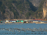 Pearl farm for cultured pearls, Halong Bay