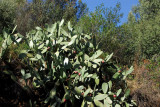 Prickly pear cactus on the upper slopes of Güell Park