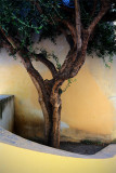 Nice/ la courbe de l'olivier