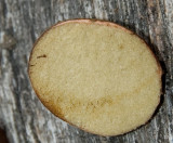 Rhizopogon sp. New Jersey Truffle cross-section (2006 foray)