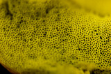 Bolete pore surface