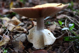 Toadstool