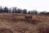 Whitetail Looking