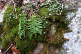 Ferns and Moss