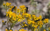 Wasps on Yellow Flowers Great Basin