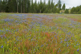 Flower Field on the Road to our Campsite