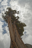 Above Lake Tanaya Yosemite III