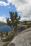 Above Lake Tanaya Yosemite VIII