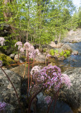 Rosie along the Tuolumne River branch at campsite.jpg