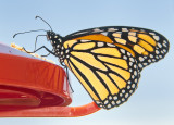 Monarch at Feeder