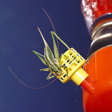 KatyDid revisted 2011