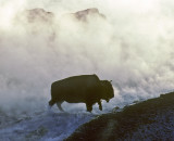 Buffalo Leaving Hot Springs Yellowstone I