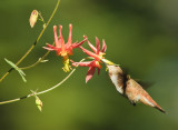 Hummer w Columbine III Pollinator