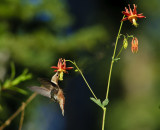 Hummer w Columbine V Pollinator