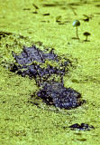 Gator in Duckweed