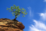 Hoodoo Tree and Cirrus I