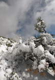 Snowy Outhouse and Pine