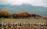 Bosque del Apache NM