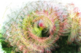 ThankYouCorinnaStoeffl - Spiral Amaryillis