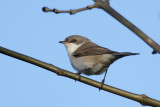 Lesser Whitethroat