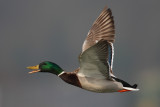 Mallard, male