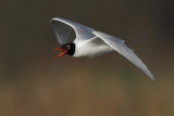 Mediterranean gull